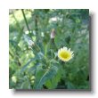 sow thistle